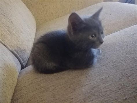 Meet Porkchop My Newest Tiniest Catloaf In 2020 Tabby Cat Cat