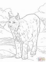 Caracal Lynx Eurasian Bobcat Printable Designlooter Galleryhip sketch template