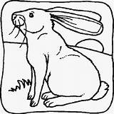 Domestici Nagetiere Roditori Coloriage Conejos Coloriages Paginas Lapin Malvorlage Kategorien Condividi Coloratutto sketch template