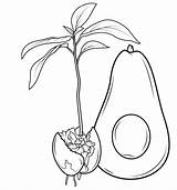 Aguacate Avocado Brote Sprout Frutas Mitad sketch template