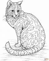 Cat Coloring Leopard Pages Color Adult sketch template