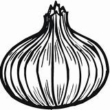Onion Cebula Cebola Zwiebel Ausmalbild Szczypiorkiem Druku Mamydzieci Kolorowanka Jak Wydruku Kwiatowa Tudodesenhos Clipartmag sketch template