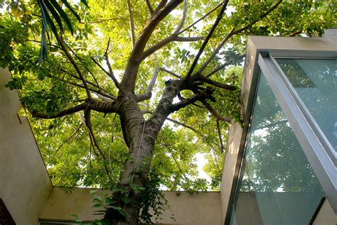 house   tree rma architects