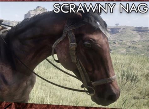 scrawny nag died   terrible accident    good friend