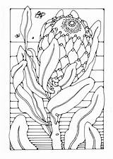 Protea Coloring Flower Pages Print Sheets Flowers Colour Edupics Native Australian Colouring Drawing Adult Printable Patterns Materials Para Choose Board sketch template