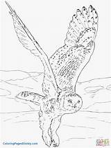 Owl Coloring Snowy Owls Pages Musk Ox Flying Para Drawing Printable Realistic Barn Arctic Supercoloring Volando Colorear Color Eagle Print sketch template