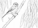 Chickadee Perched Supercoloring sketch template