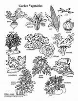Garden Vegetable Coloring Visual Guide Print Vegetables sketch template