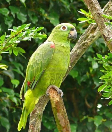 mealy amazon parrot parrots  nature pinterest