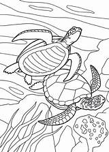 Tartarughe Pianetabambini Tartaruga Turtle Animal Stampare sketch template