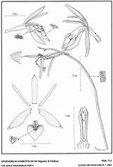 Dodson Epidendrum Subgroup Hágsater 2004 Group sketch template