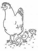 Coloring Pages Farm Kids Chickens Chicken Cow Corn Latest sketch template