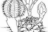 Cactus Coloring Pages Prickly Pear sketch template