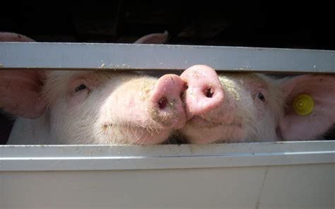 biedt brexit kansen voor een verbod op de export van levende dieren varkens  nood