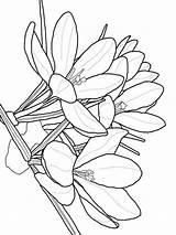 Crocus Coloring Pages Flower Color Getcolorings Print Printable Recommended sketch template