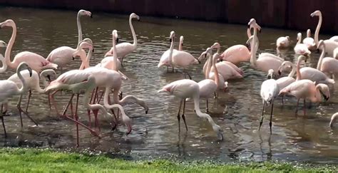 jomir diergaarde blijdorp opent nieuw flamingo verblijf facebook