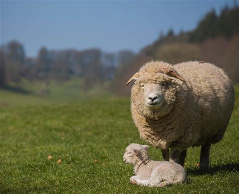 happy spring baby lamb  stourhead wiltshire oc rcasualuk
