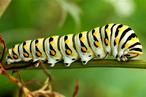 caterpillar animals world