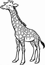 Giraffe Coloring Pages Printable Pattern Animals Baby sketch template