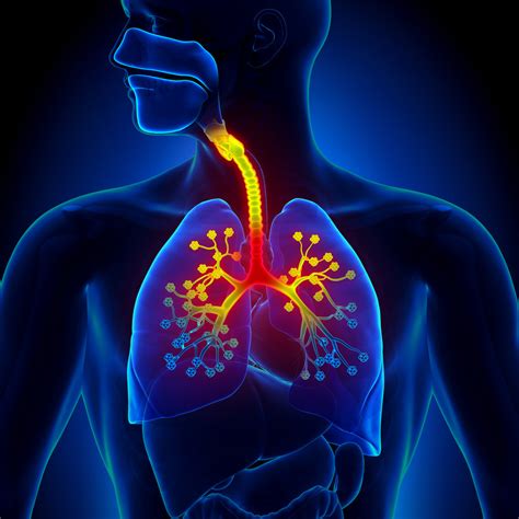 bronchitis harvard health
