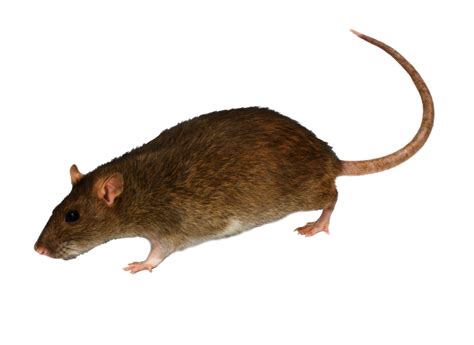 brown rat brown rat png images stock images png polyvore image resources mouse rat pet