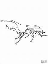 Hercules Rhino Insetos Beetles Supercoloring Insect sketch template