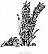 Getreide Malvorlage Grano Weizen Getreidesorten Natur Sommer Malvorlagen Gratismalvorlagen Frühling Kategorien sketch template
