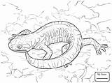 Salamander Drawing Spotted Coloring Getdrawings Tiger sketch template