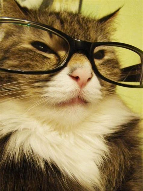 Cats Wearing Glasses Cats Photo Cat Wearing Glasses