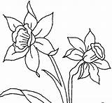Orchid Coloring Coloringcrew sketch template