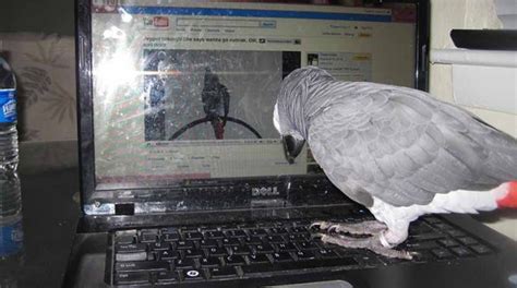 laptop    avian flu  wont switch  anymore