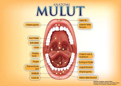 konsep  anatomi mulut