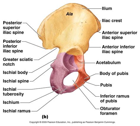 fuse  form  coxal bone hip bone anatomy