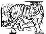 Tiger Coloring Pages Lion Tigers Detroit Bengal Printable Realistic Motto Color Getcolorings Cub Print Drawing Getdrawings Clipartmag Clipart Colorings Cute sketch template