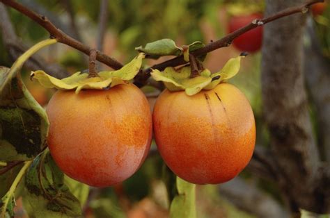 persimmon tree growing conditions