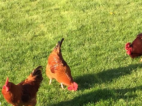 buff orpington and barred rock cross is it a sex link