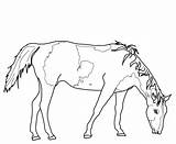 Cavalo Grazing Ausmalbilder Ausmalbild Pages Pferde Pastando Ausdrucken sketch template
