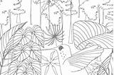 Rainforest Colouring Printable Sheets Amazon Tropical sketch template