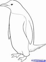 Penguin Draw Drawing Step Coloring Easy Fairy Simple Head Drawings Sketch Outline Pages Little Penguins Dragoart Animal Emperor Sketches King sketch template