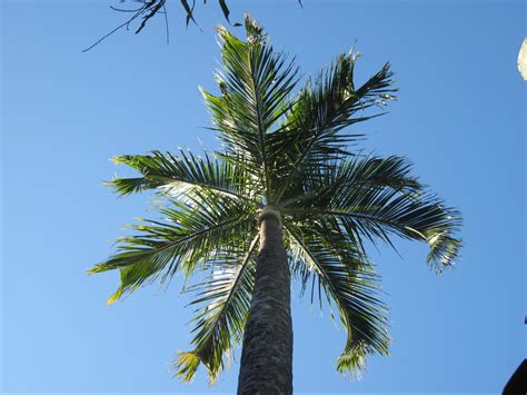 palms arbor operations