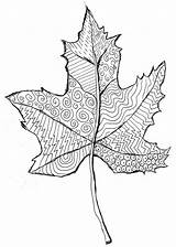 Leaf Line Fall Pattern Patterns Kids Projects Leaves Drawing Autumn Template Trace Color Project Draw Lines Study Printable Element Coloring sketch template