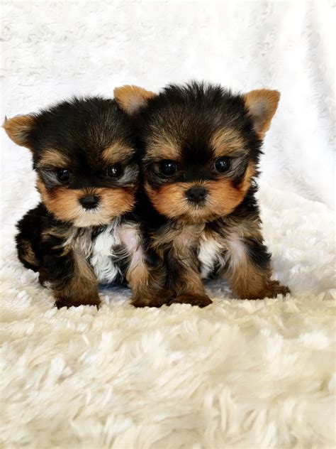 micro teacup yorkshire terrier puppy california breeder iheartteacups