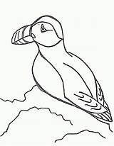 Coloring Puffin Pages Puffins Popular sketch template