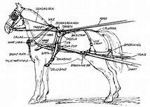 draft horse harness parts diagram  draft horse harness diagram horse harness