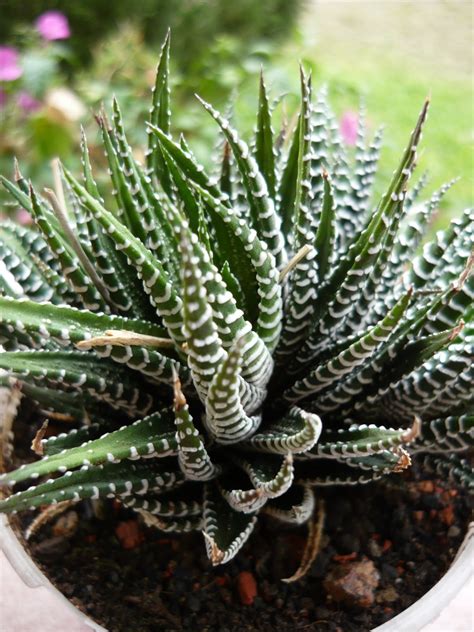 cactus succulent kinds  ornamental plants