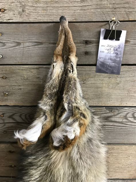 coyote fur pelt soft garment tanned  shown lot  etsy