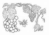 Coloring Grapes Pages sketch template