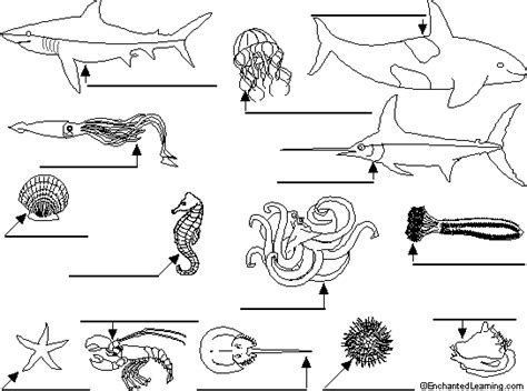 label ocean animals enchantedlearningcom