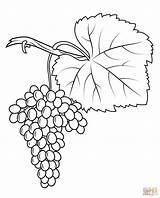 Grapes Coloring Pages Print Fiano Printable Drawing Crafts sketch template