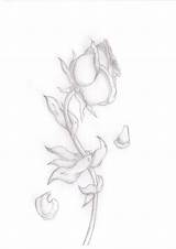 Dying Roses sketch template